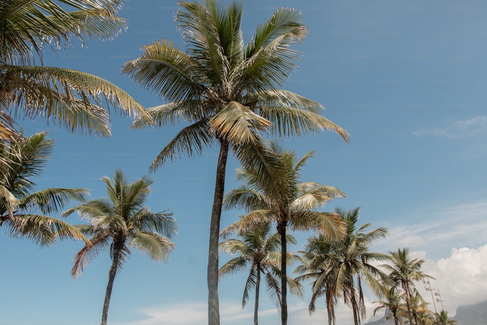 Una hilera de palmeras en una playa