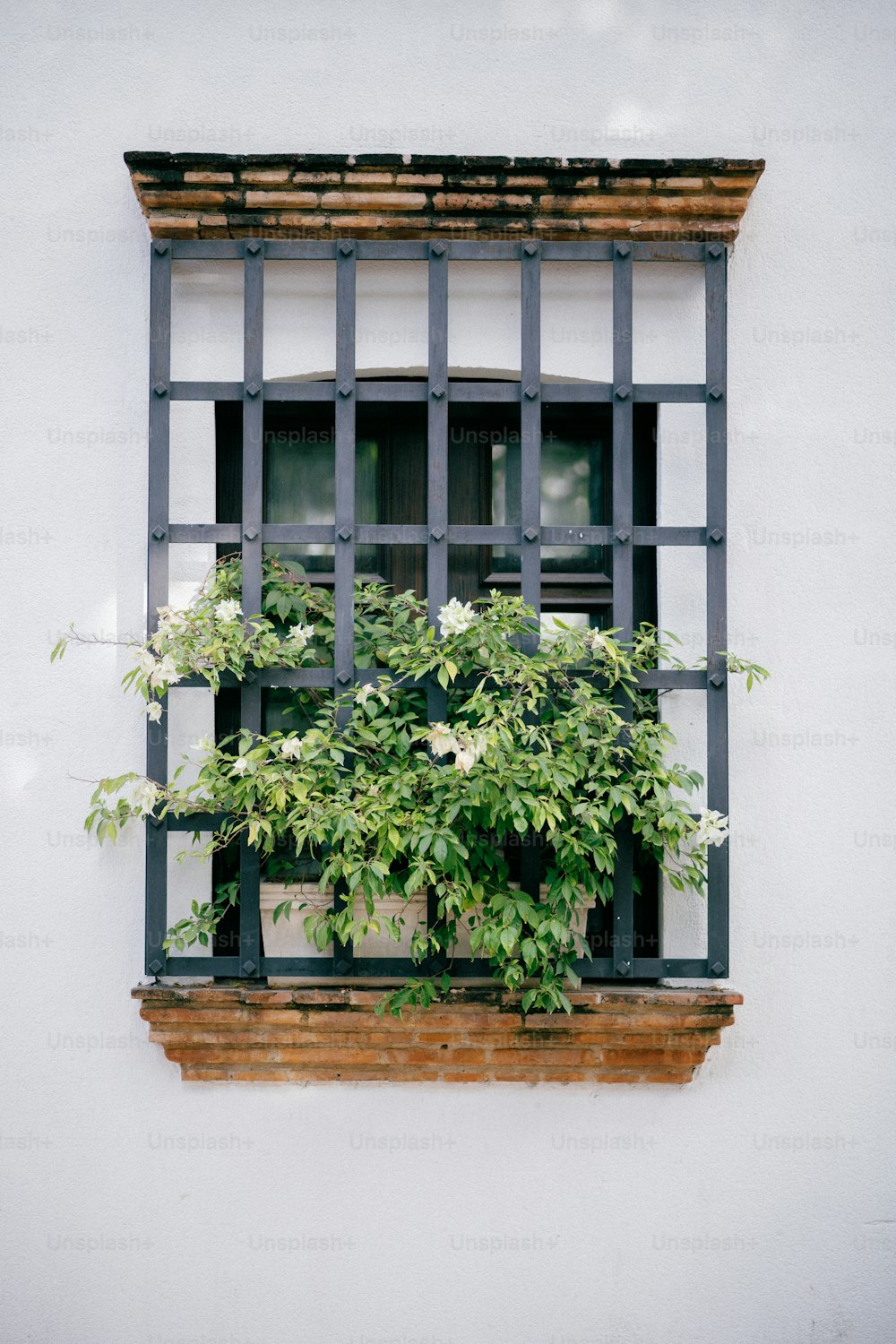 a window with a plant growing out of it