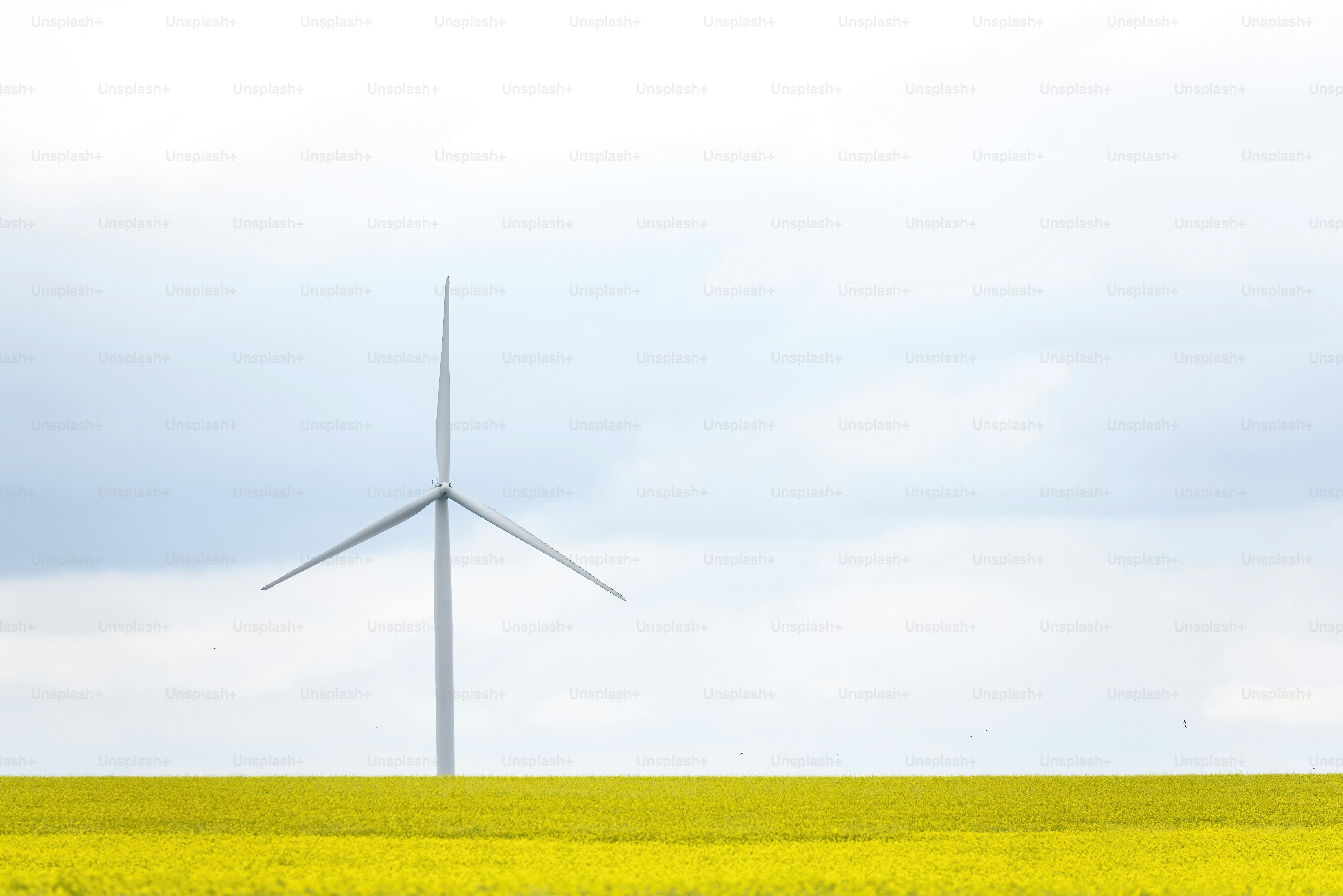 a wind turbine in a field of yellow flowers