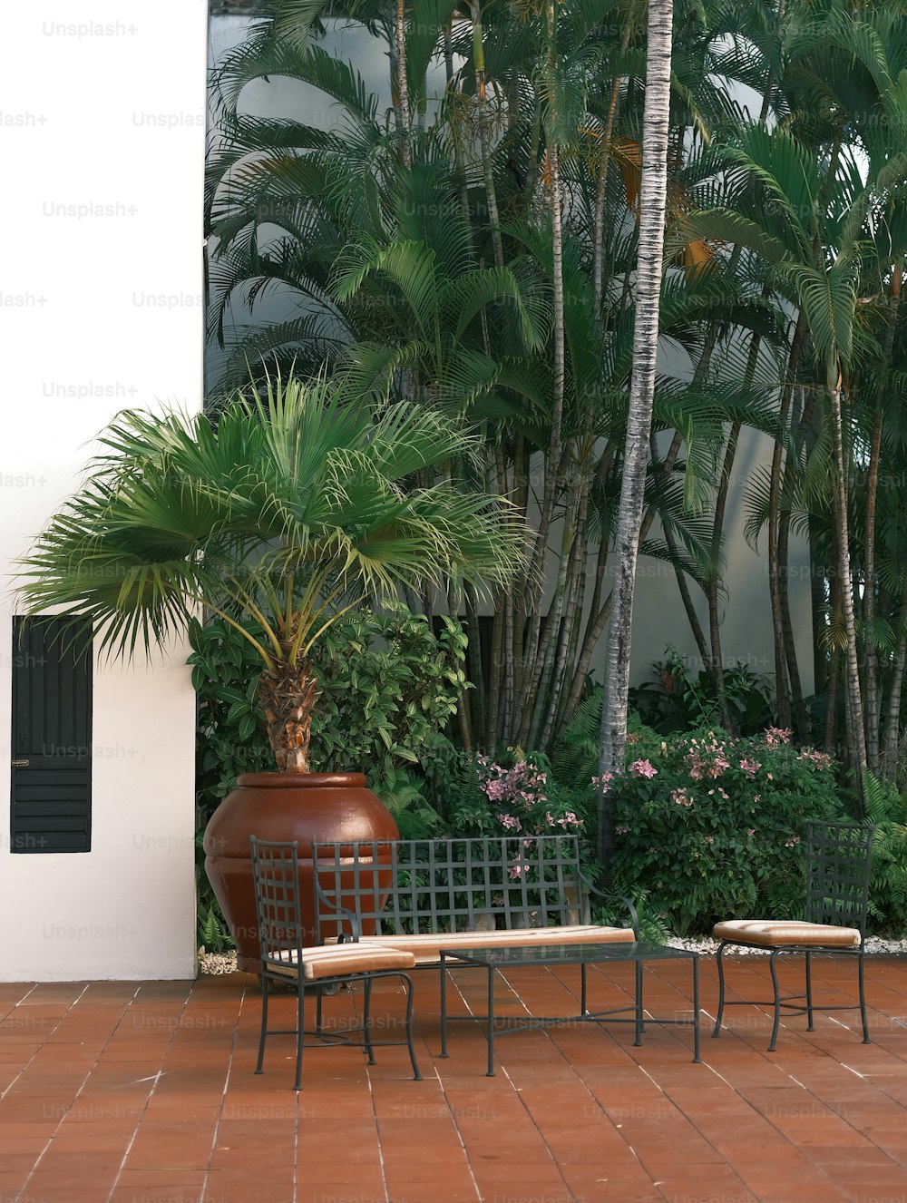 a couple of benches sitting next to a palm tree