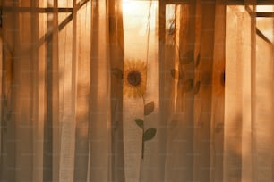 Le soleil brille à travers les rideaux transparents