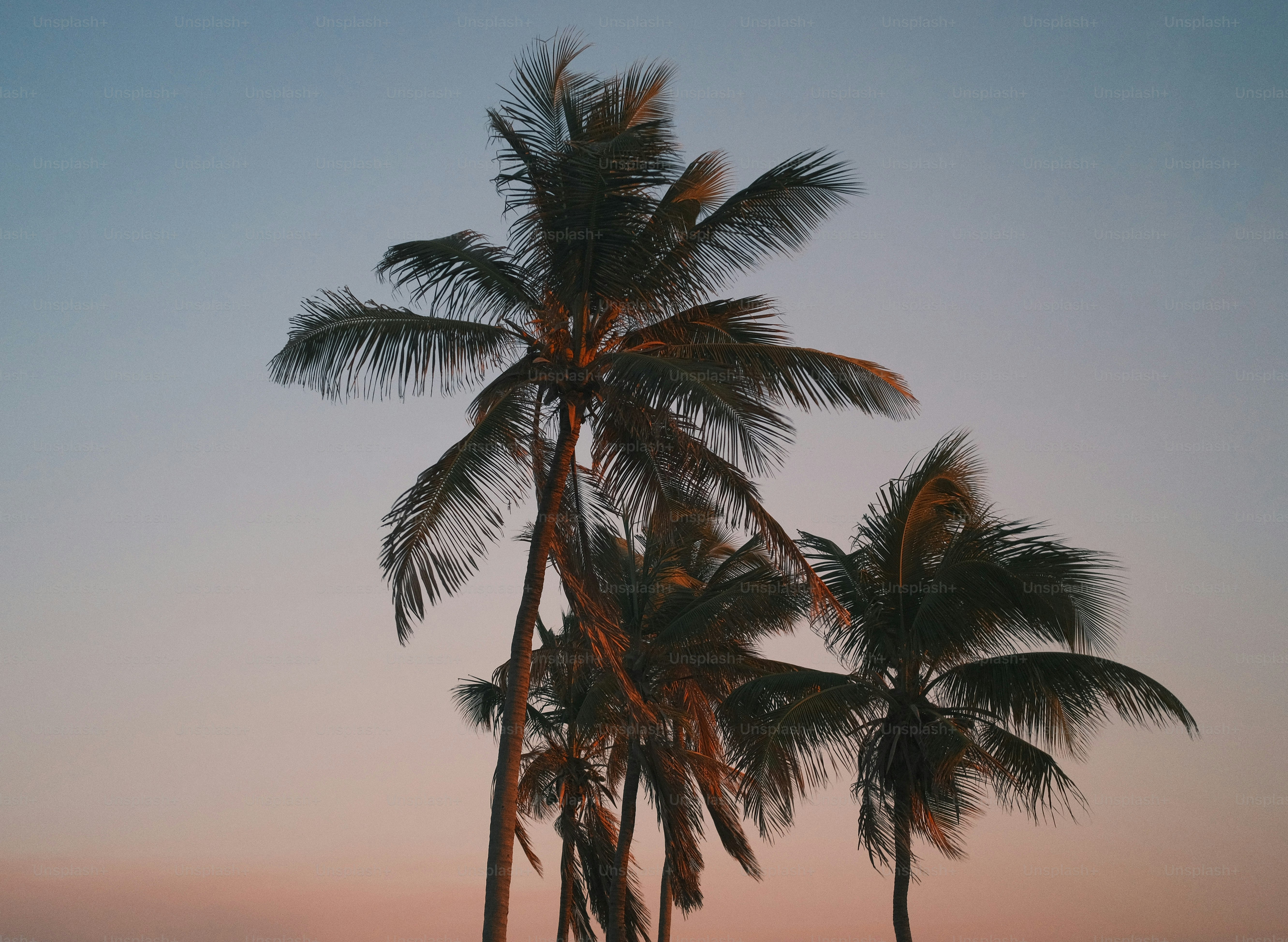a couple of palm trees that are next to each other