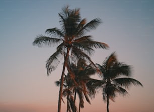 a couple of palm trees that are next to each other