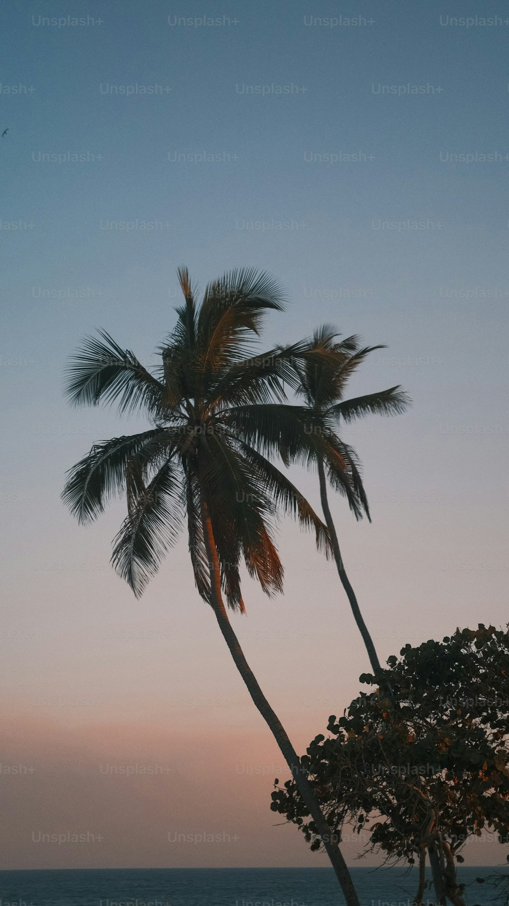 ein paar Palmen, die oben auf einem Strand sitzen