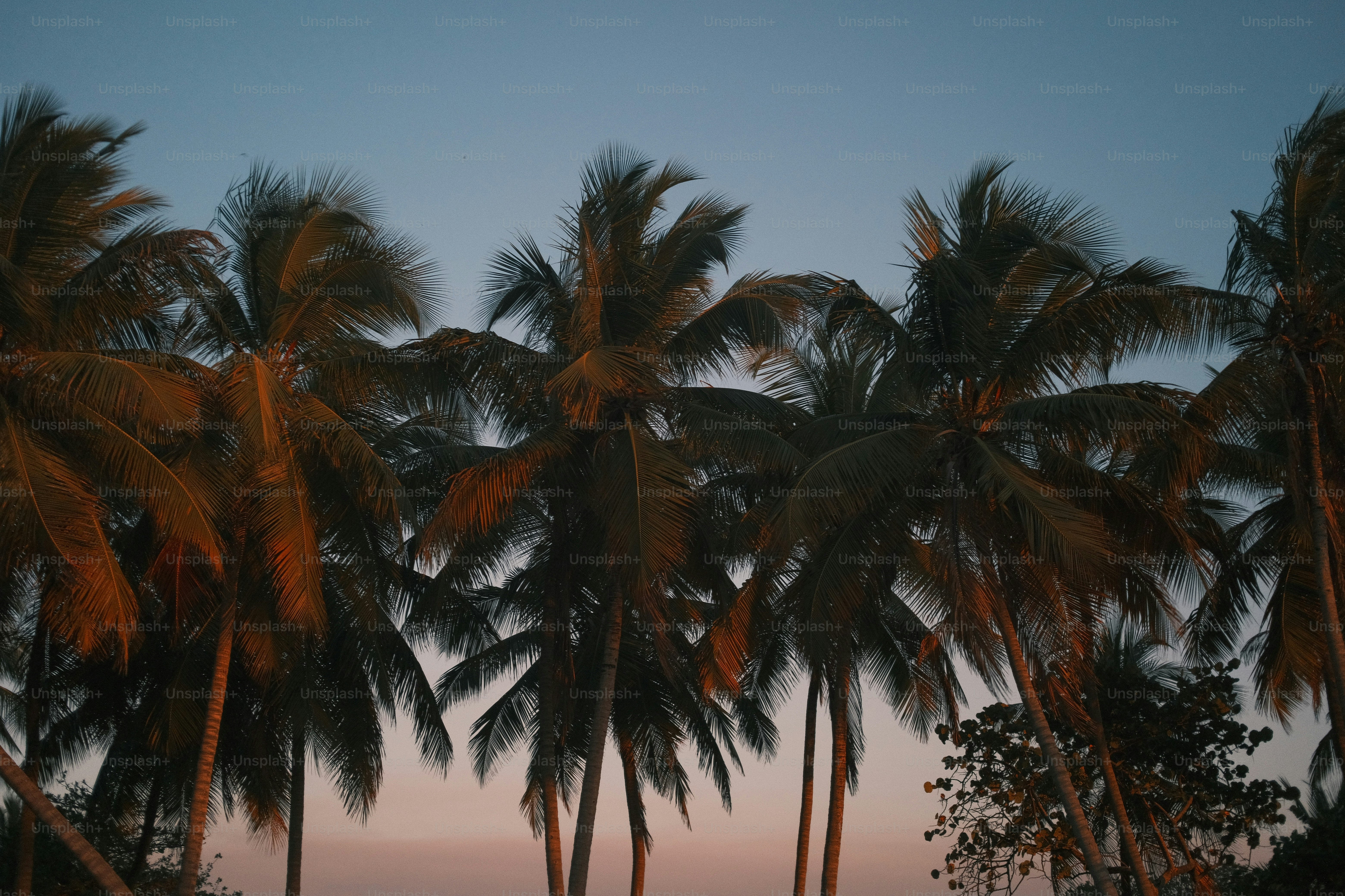 a number of palm trees near one another