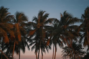 a number of palm trees near one another