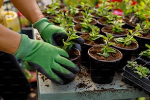 a person wearing gloves and gardening gloves tending to plants