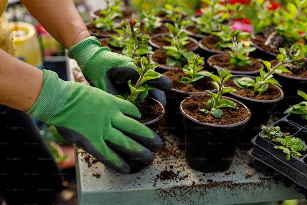 a person wearing gloves and gardening gloves tending to plants