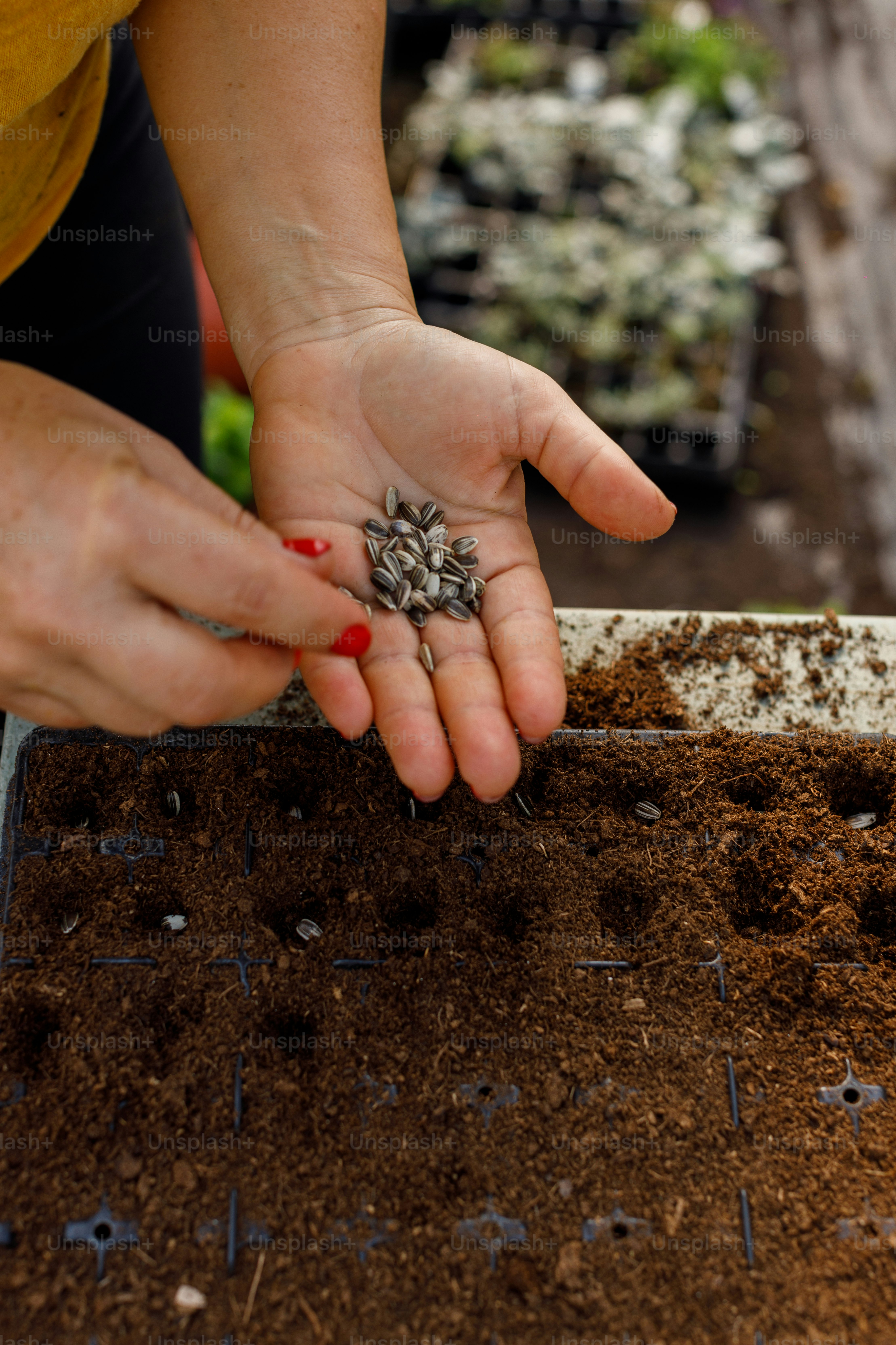 손에 작은 식물을 들고있는 사람