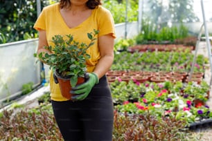Eine Frau mit einer Topfpflanze in einem Gewächshaus