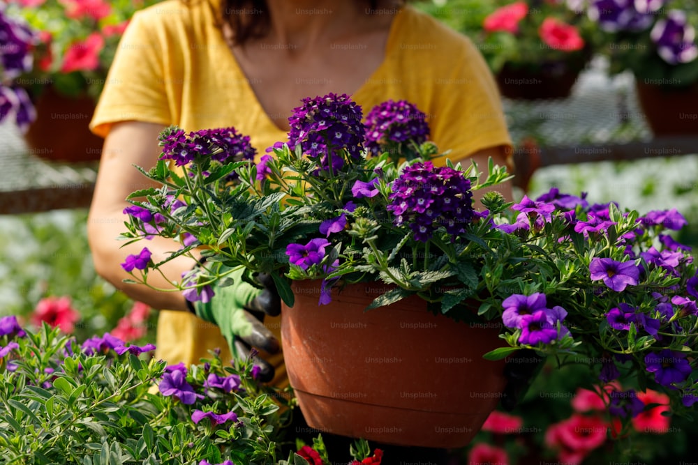 a woman holding a potted plant with purple flowers