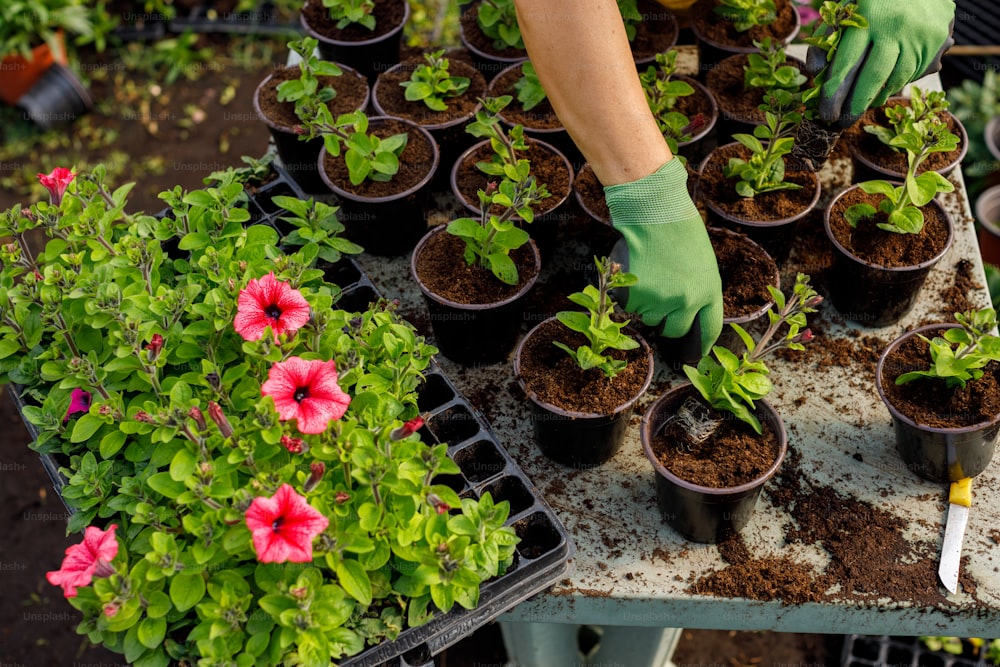 a person wearing gloves and gardening gloves tending to plants