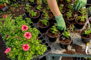 手袋をはめ、園芸用手袋を着用して植物の世話をしている人