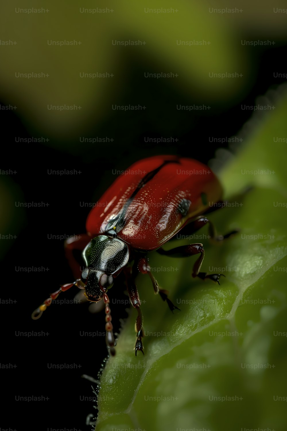 a red beetle sitting on top of a green leaf