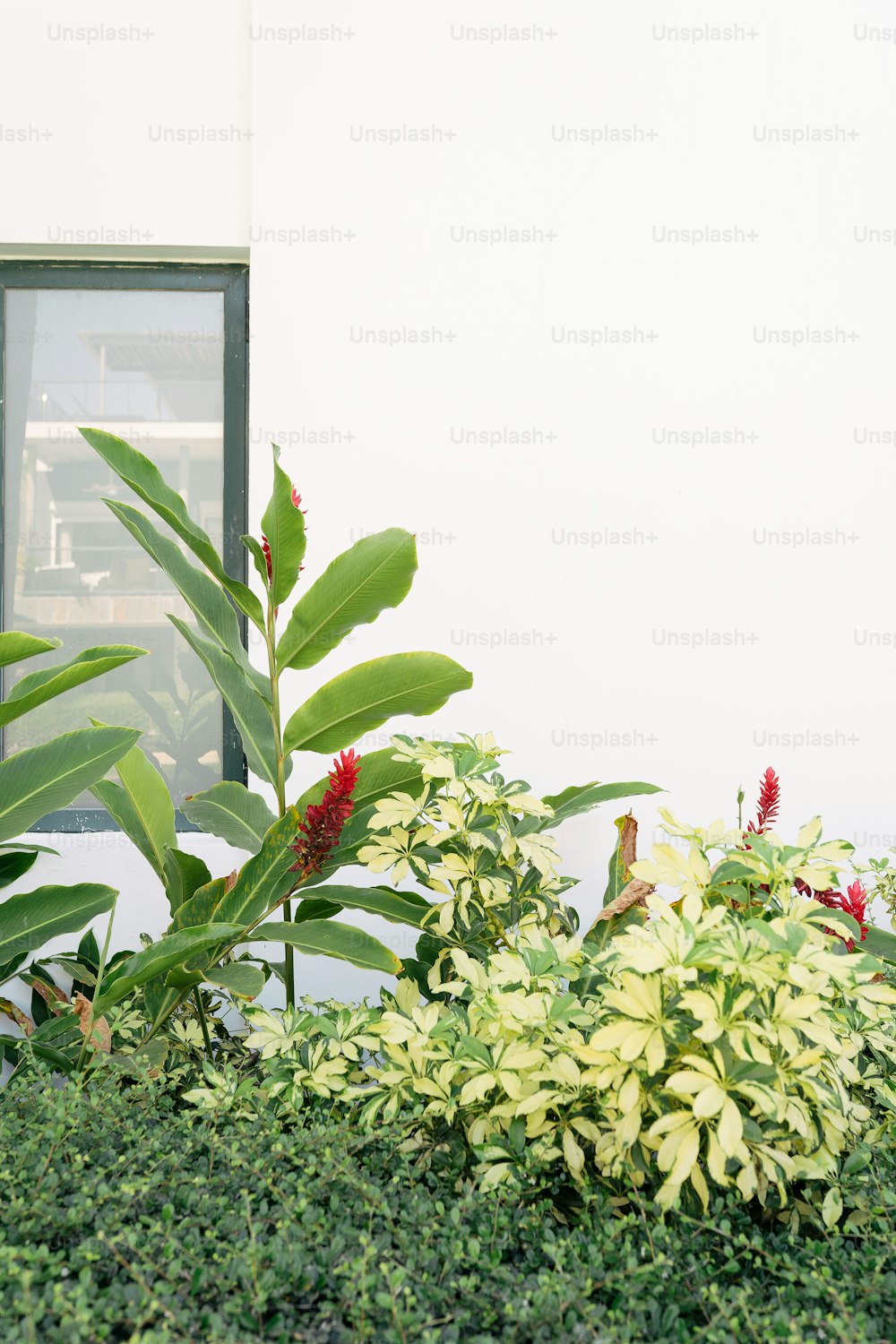 a green bush with red flowers in front of a white building