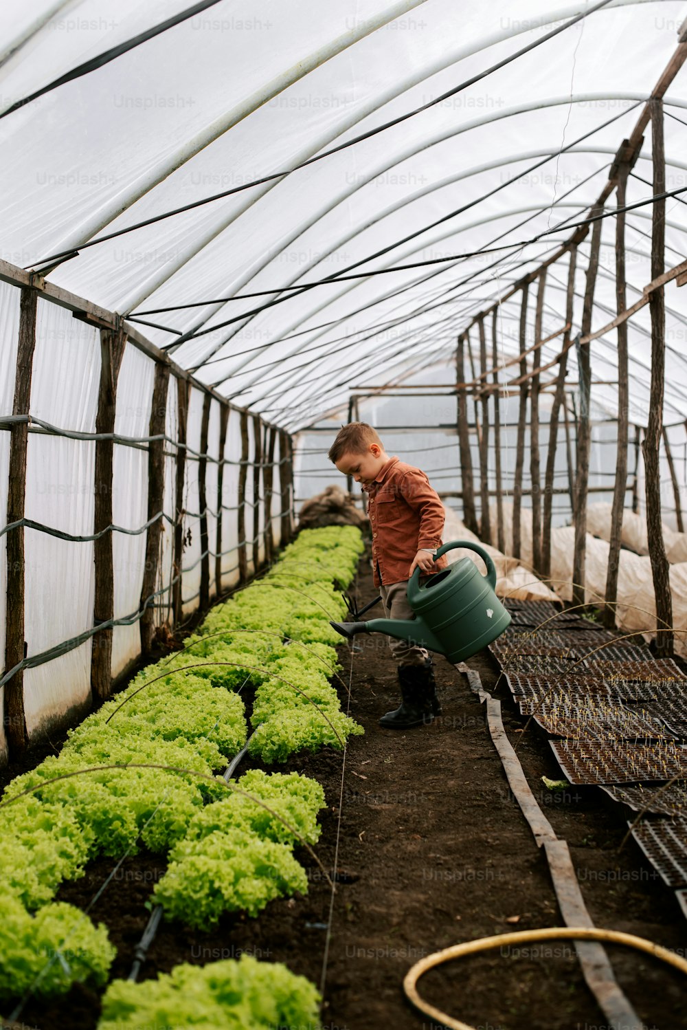 a young boy watering lettuce in a greenhouse