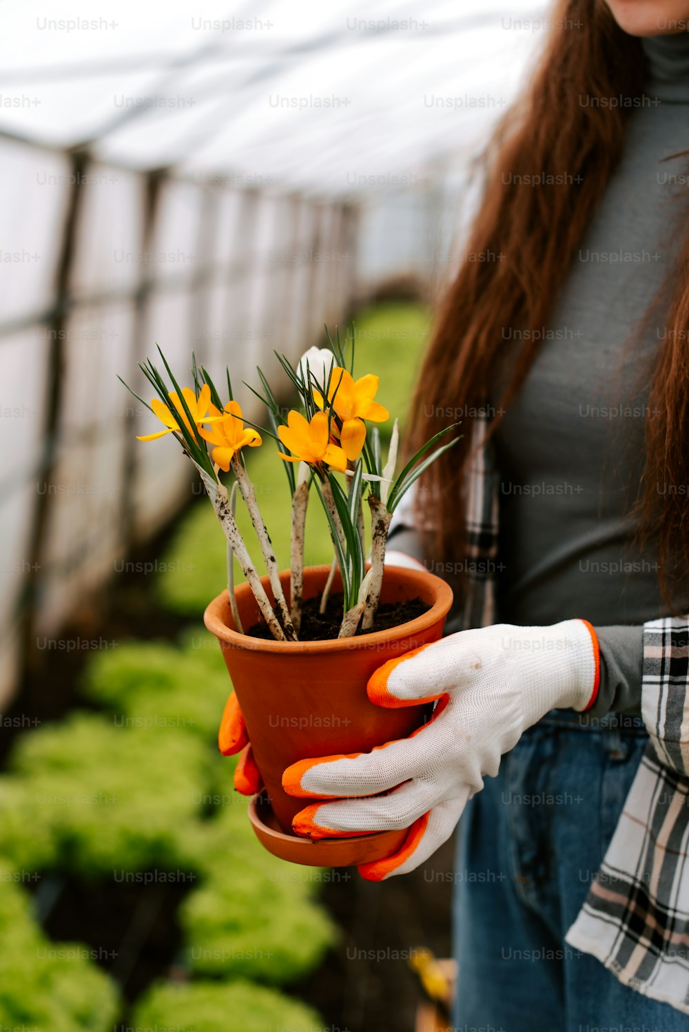 Eine Frau hält eine Topfpflanze mit gelben Blumen in der Hand
