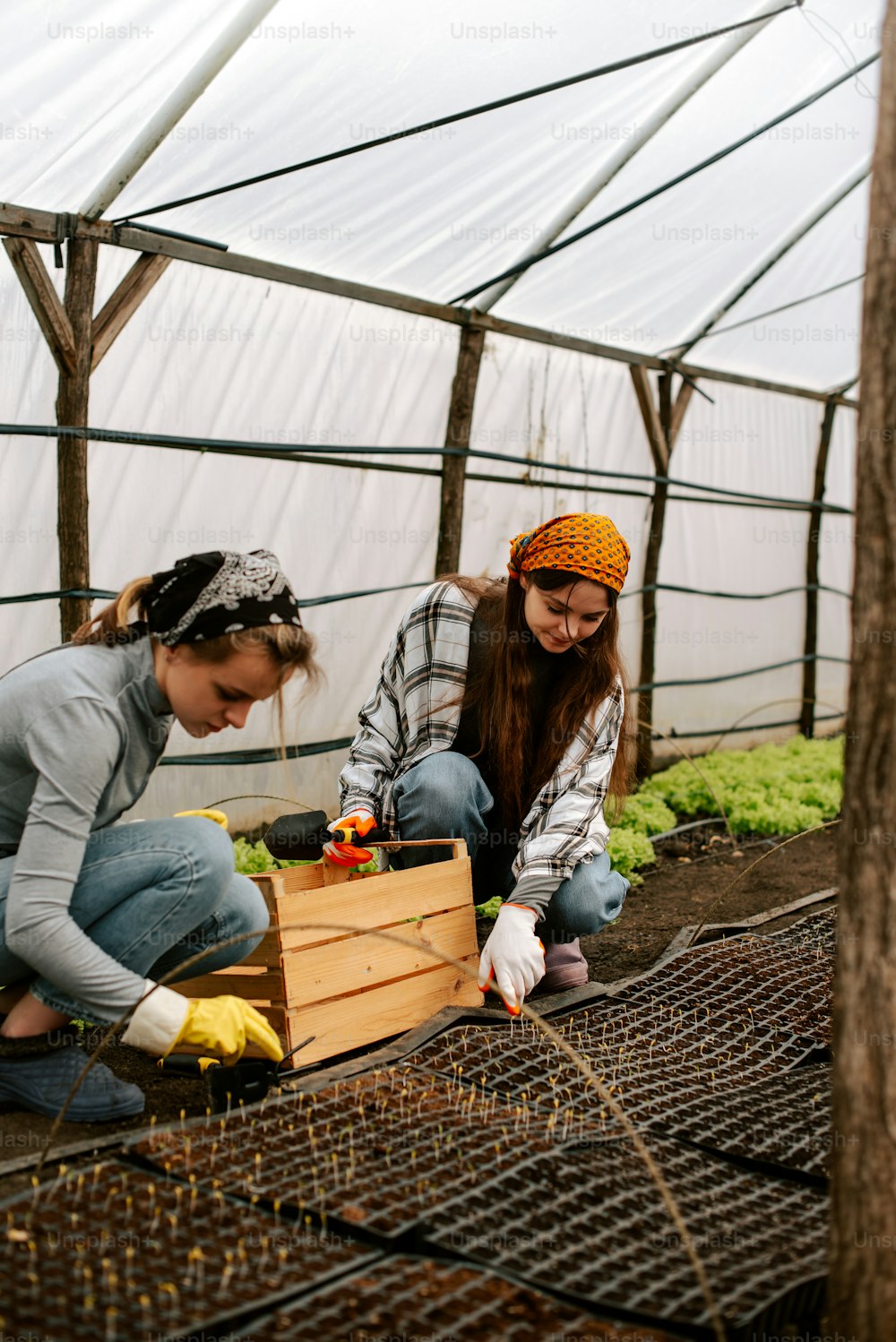 two women are working in a greenhouse