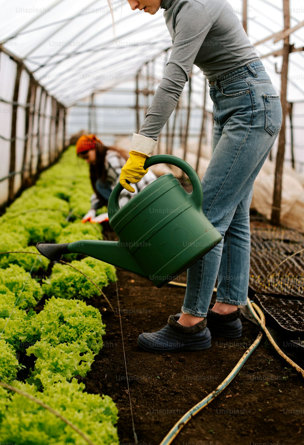 a woman watering lettuce in a greenhouse