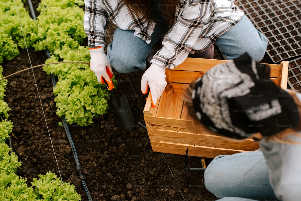 Una mujer arrodillada junto a una caja de madera llena de lechuga