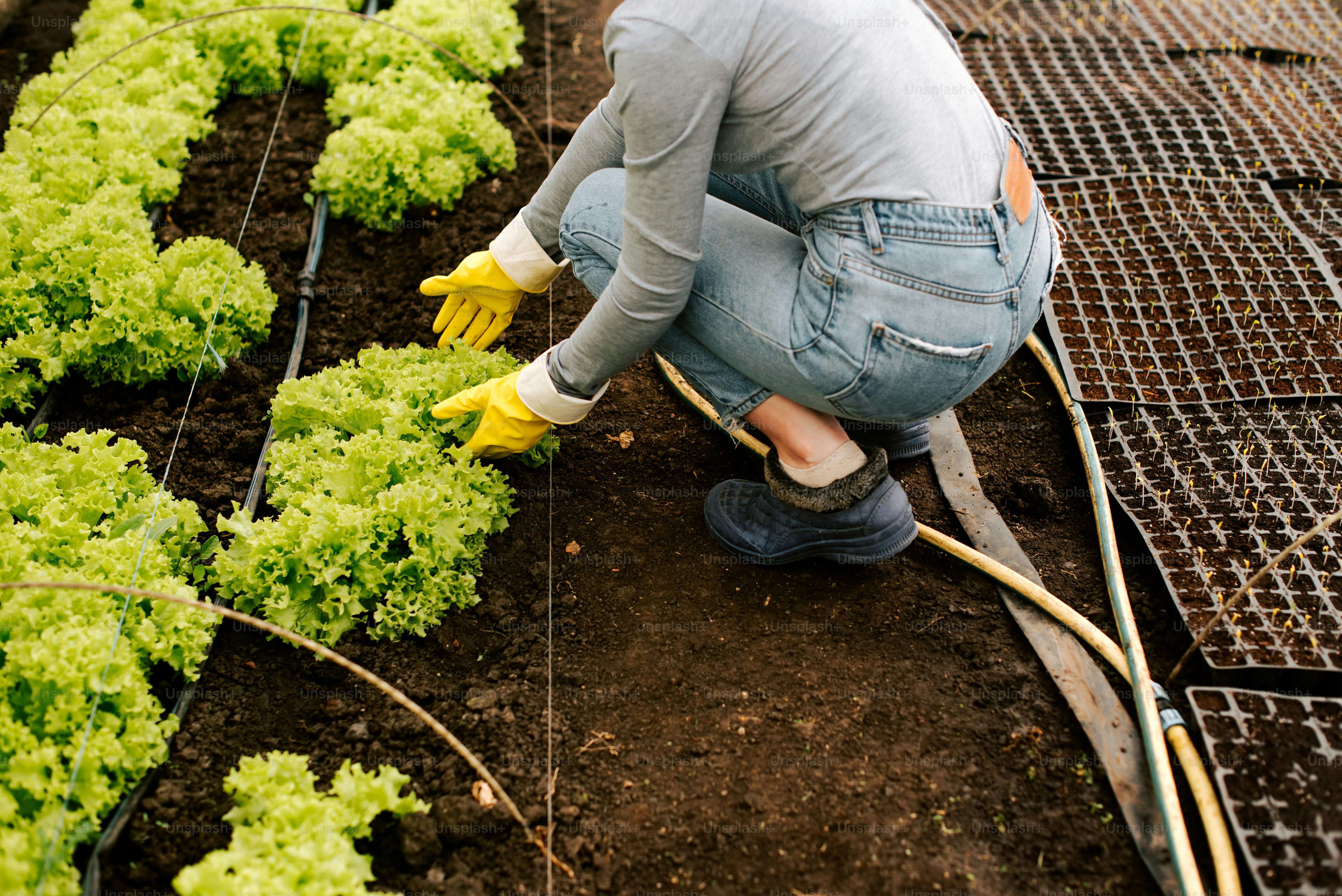 a woman kneeling down in a field of lettuce