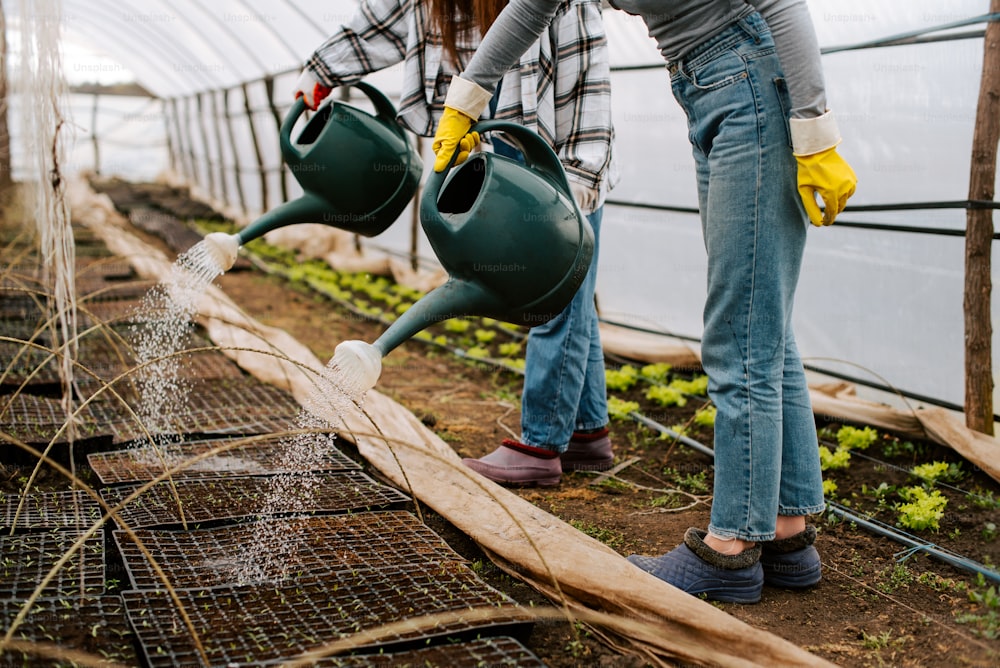 two women watering plants in a greenhouse