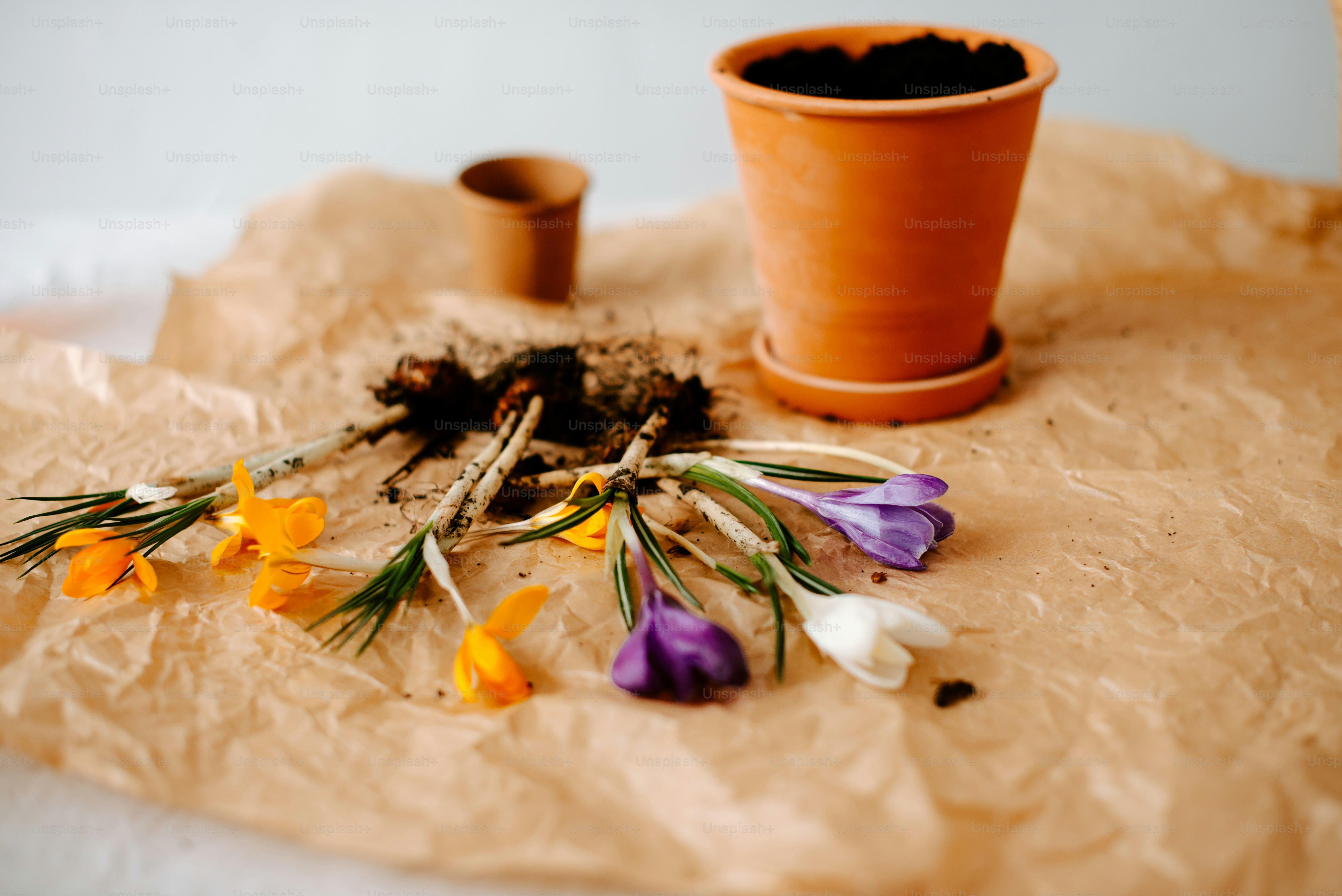 eine Topfpflanze, die auf einem Blatt Papier sitzt