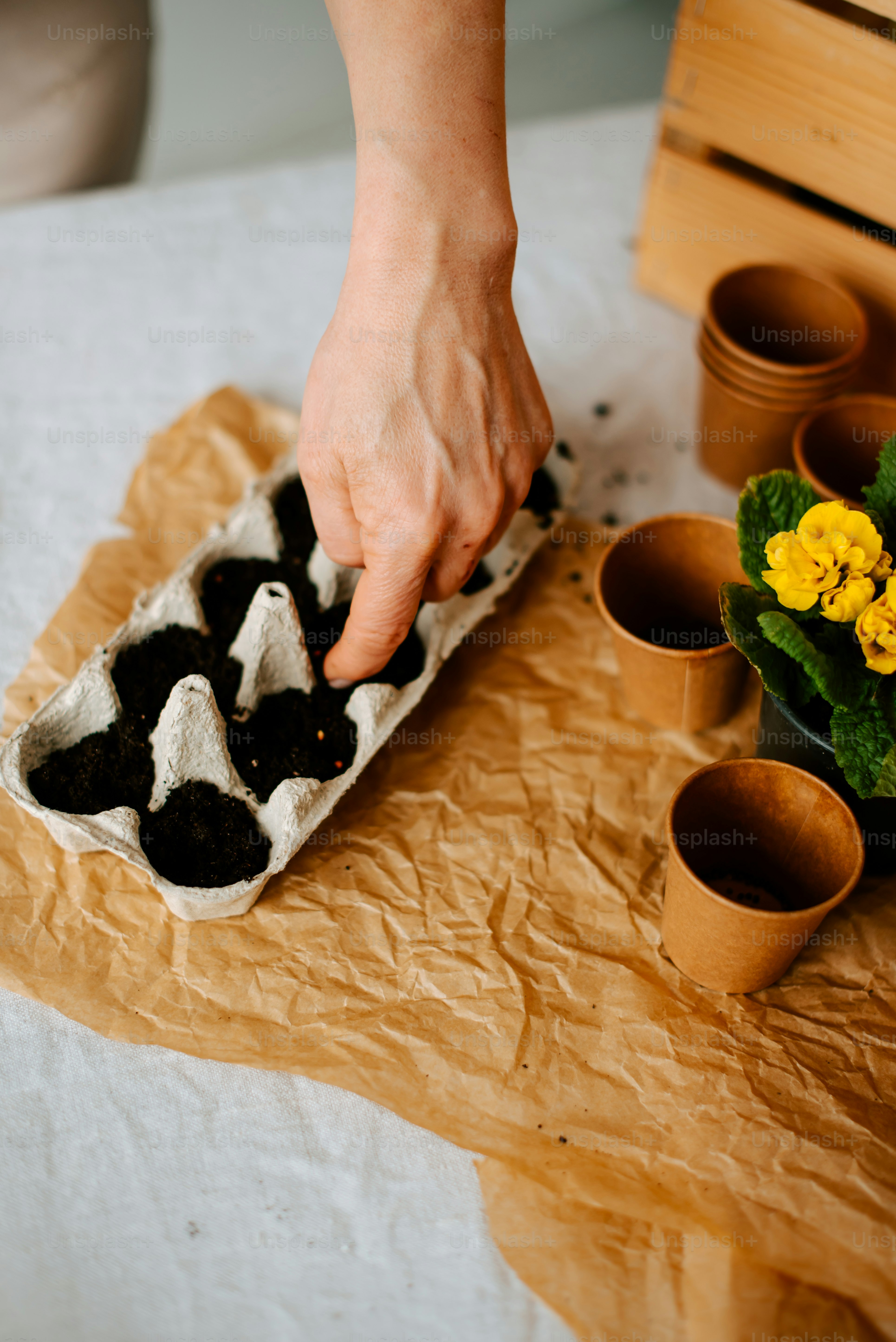 a person is putting blackberries in a carton