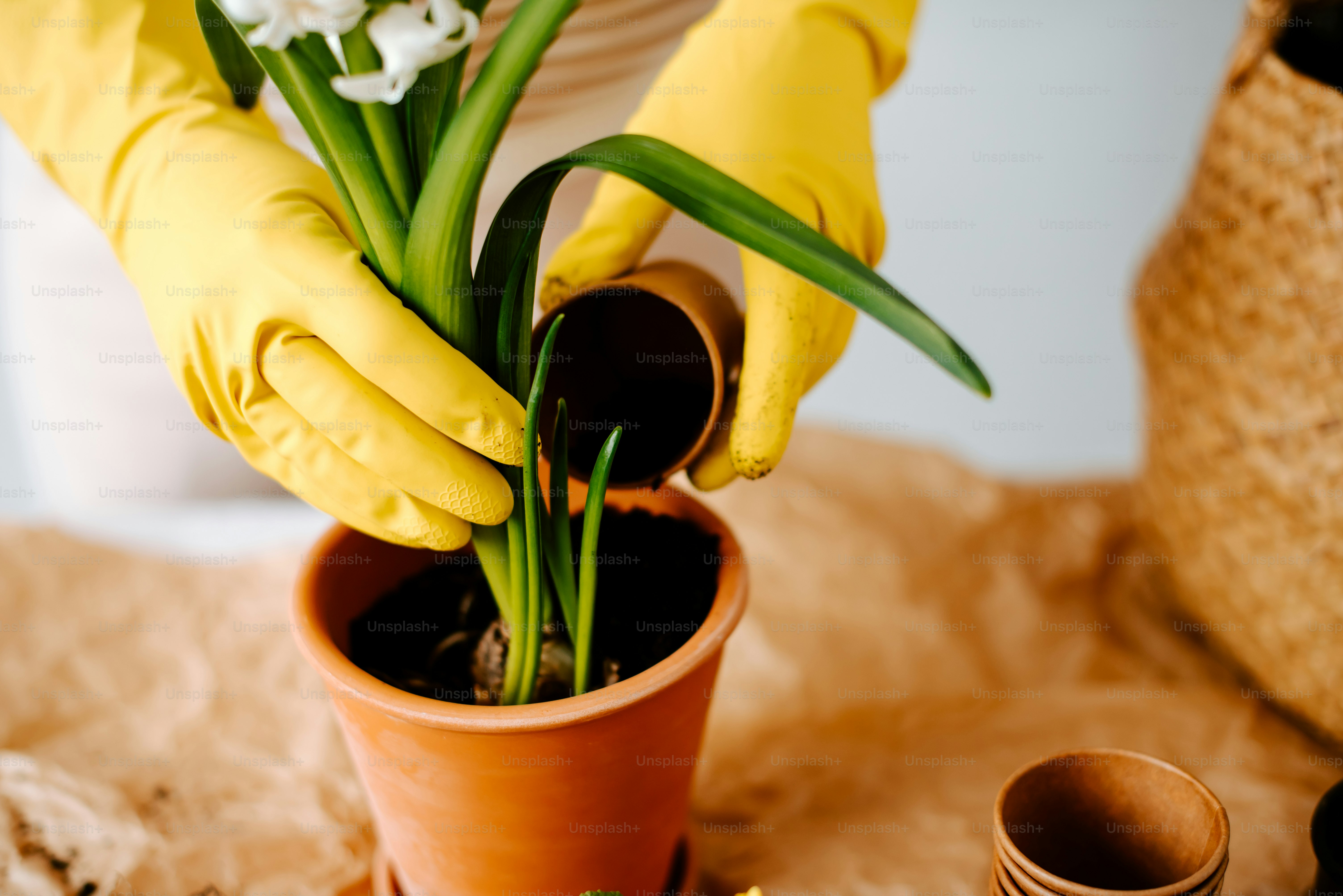 a person in yellow gloves and yellow gloves cleaning a potted plant