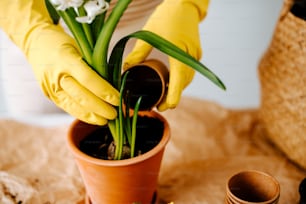 una persona in guanti gialli e guanti gialli che pulisce una pianta in vaso