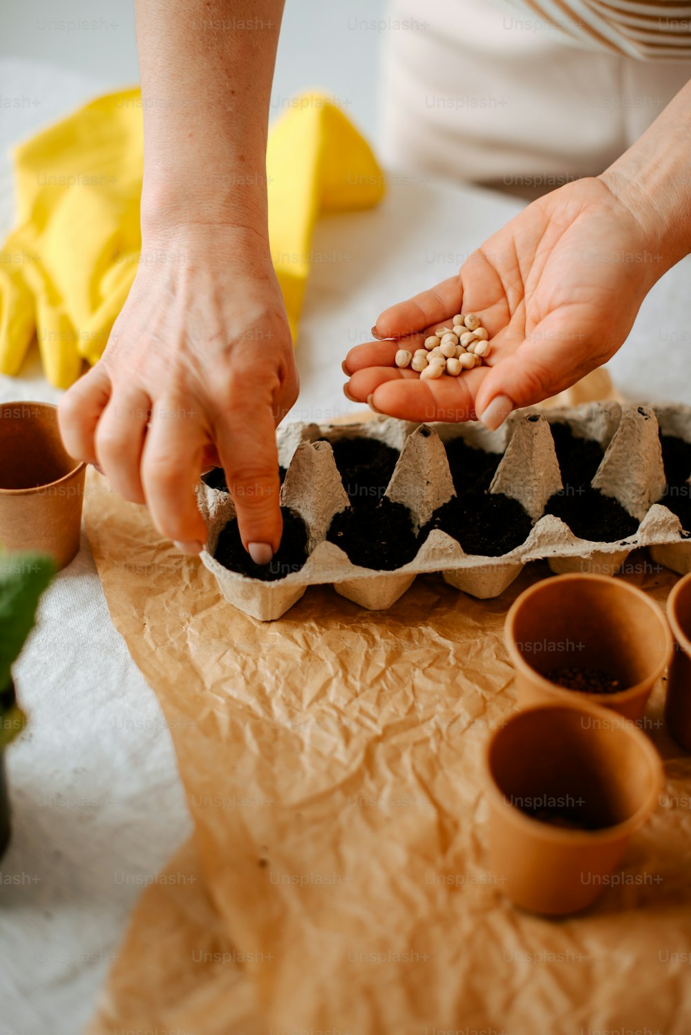a person putting seeds in an egg carton