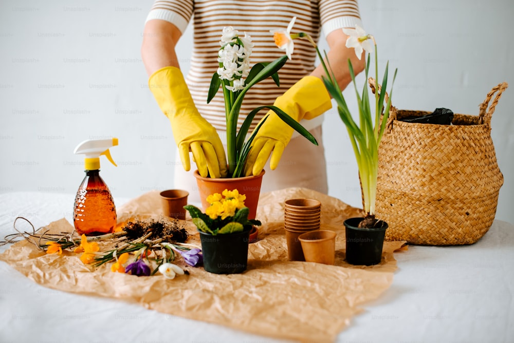 Una donna con guanti gialli e guanti gialli sta pulendo una pianta in vaso