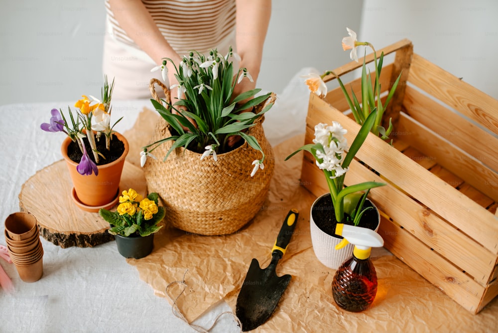 uma mesa coberta com vasos de plantas ao lado de uma caixa de madeira