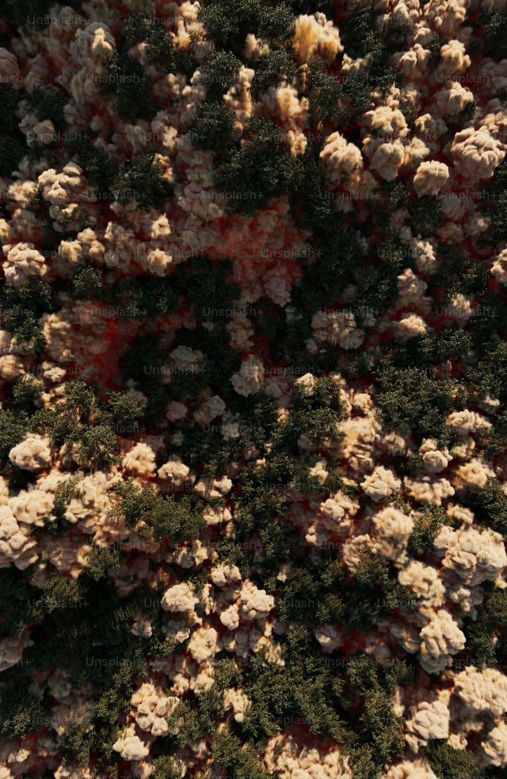 a very large tree with lots of white flowers