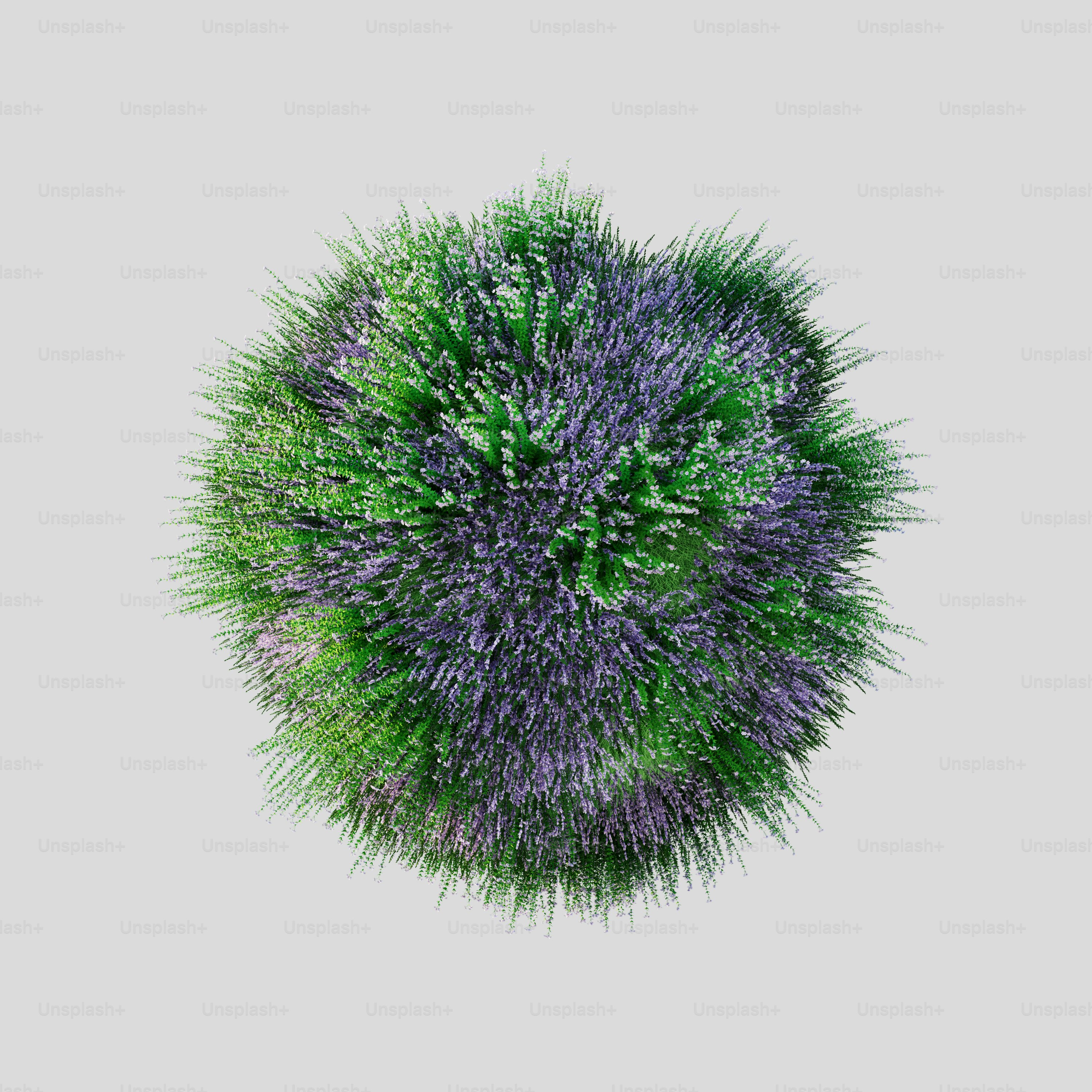 une fleur violette et verte sur fond blanc