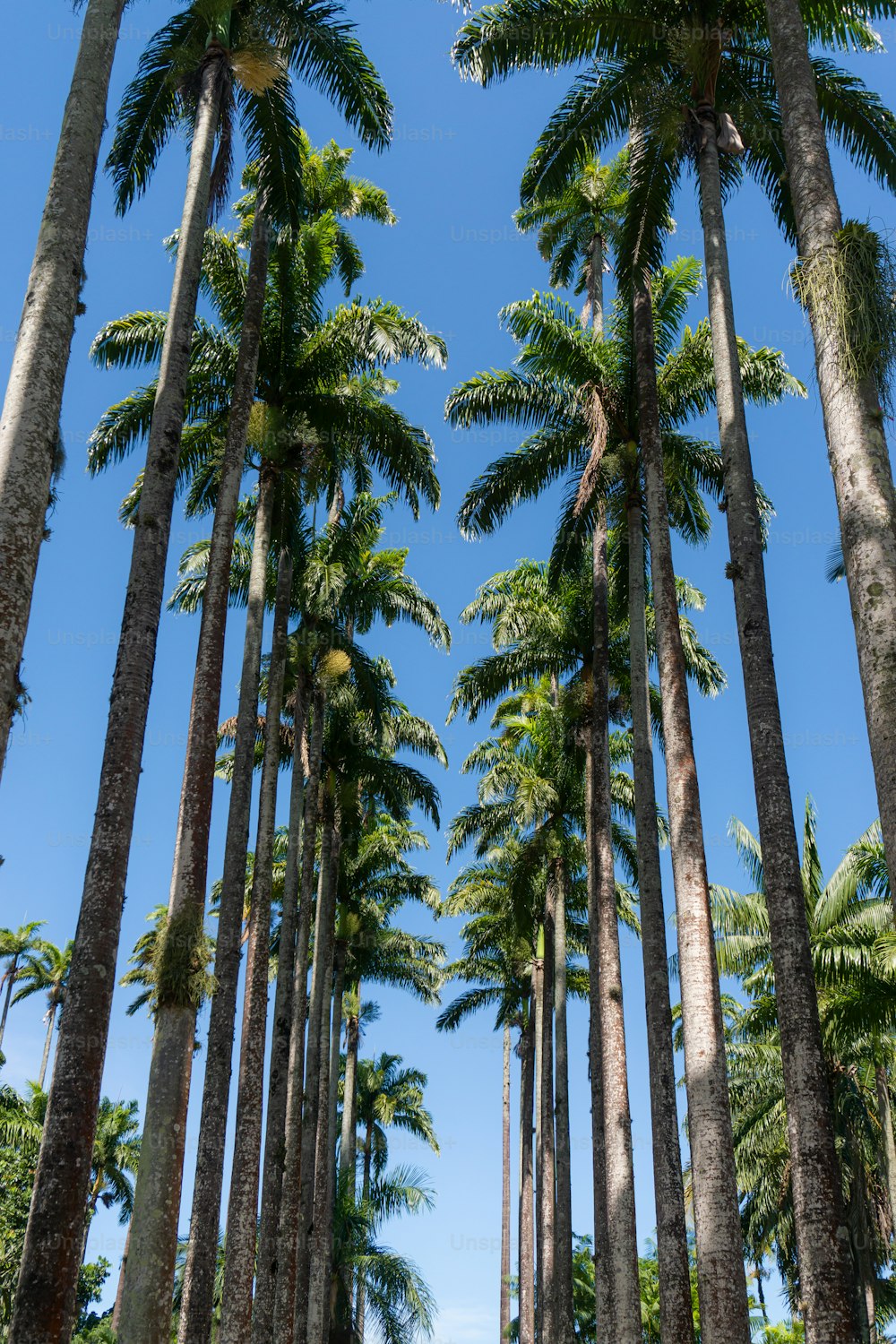 a row of palm trees with a blue sky in the background