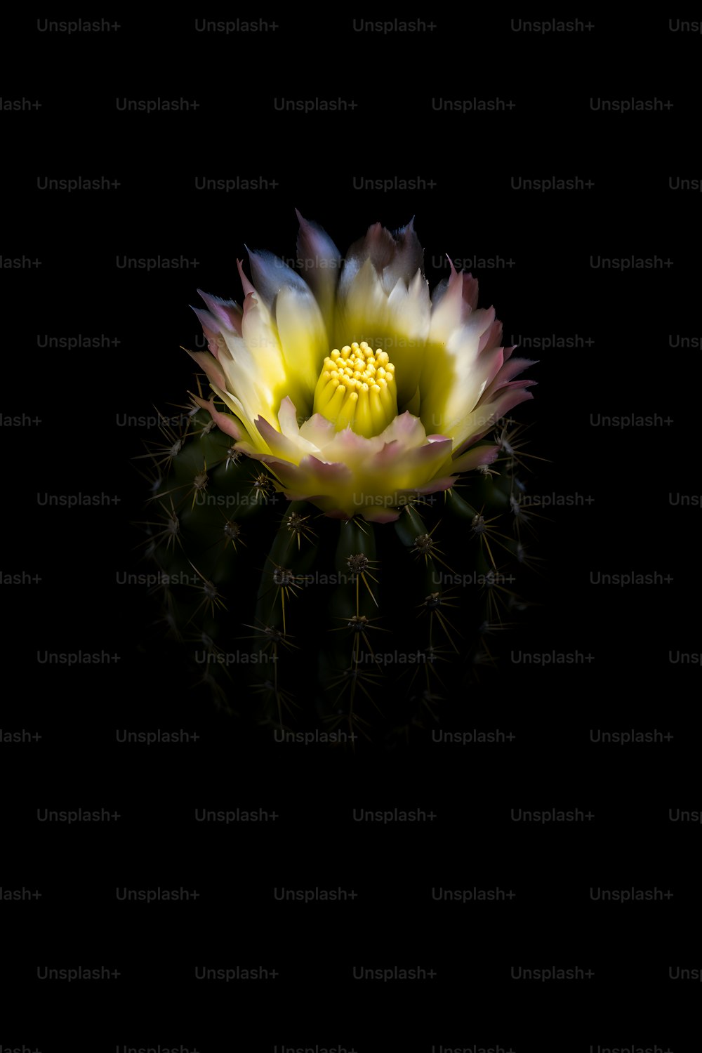 a yellow and white flower on a black background