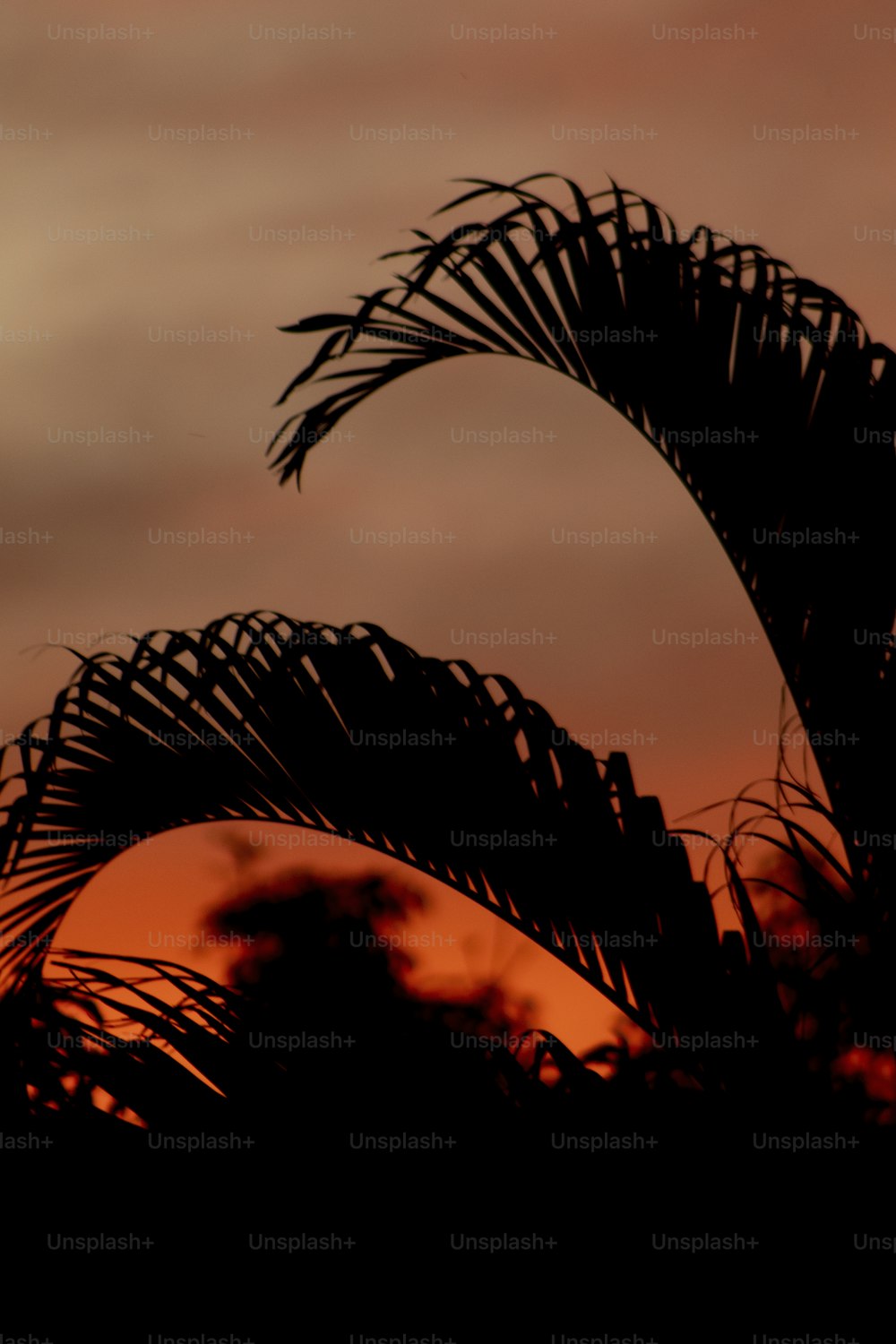 the silhouette of a palm tree against a sunset