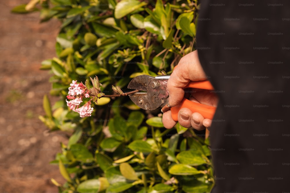 a person holding a pair of scissors and a flower