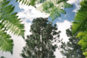 a group of trees that are next to each other