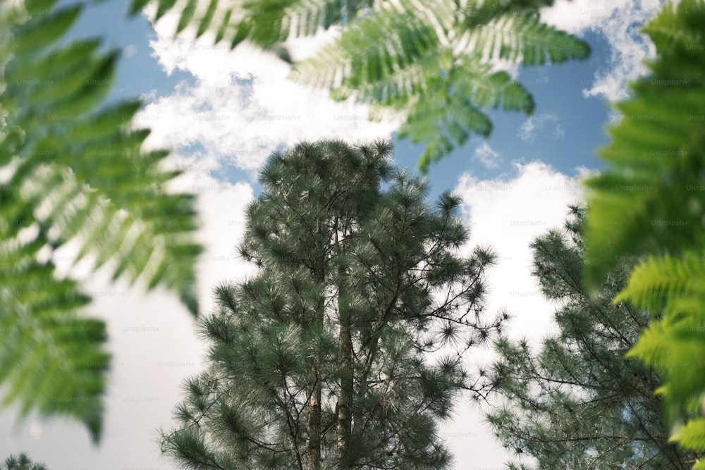 a group of trees that are next to each other