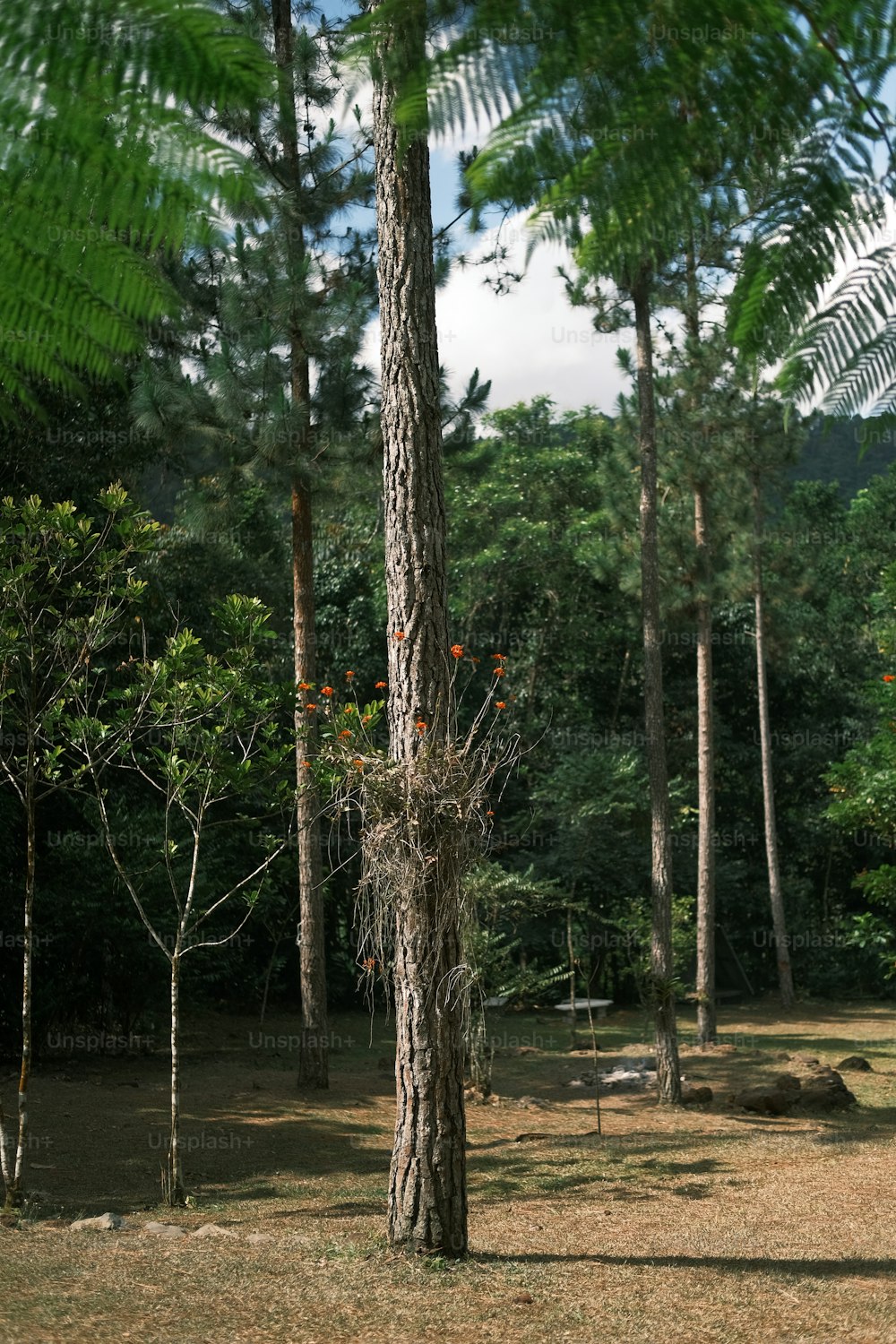 Un albero alto nel mezzo di una foresta