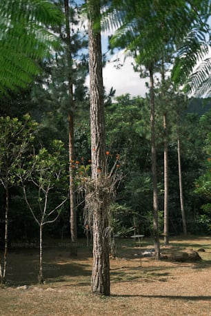 Ein hoher Baum mitten im Wald