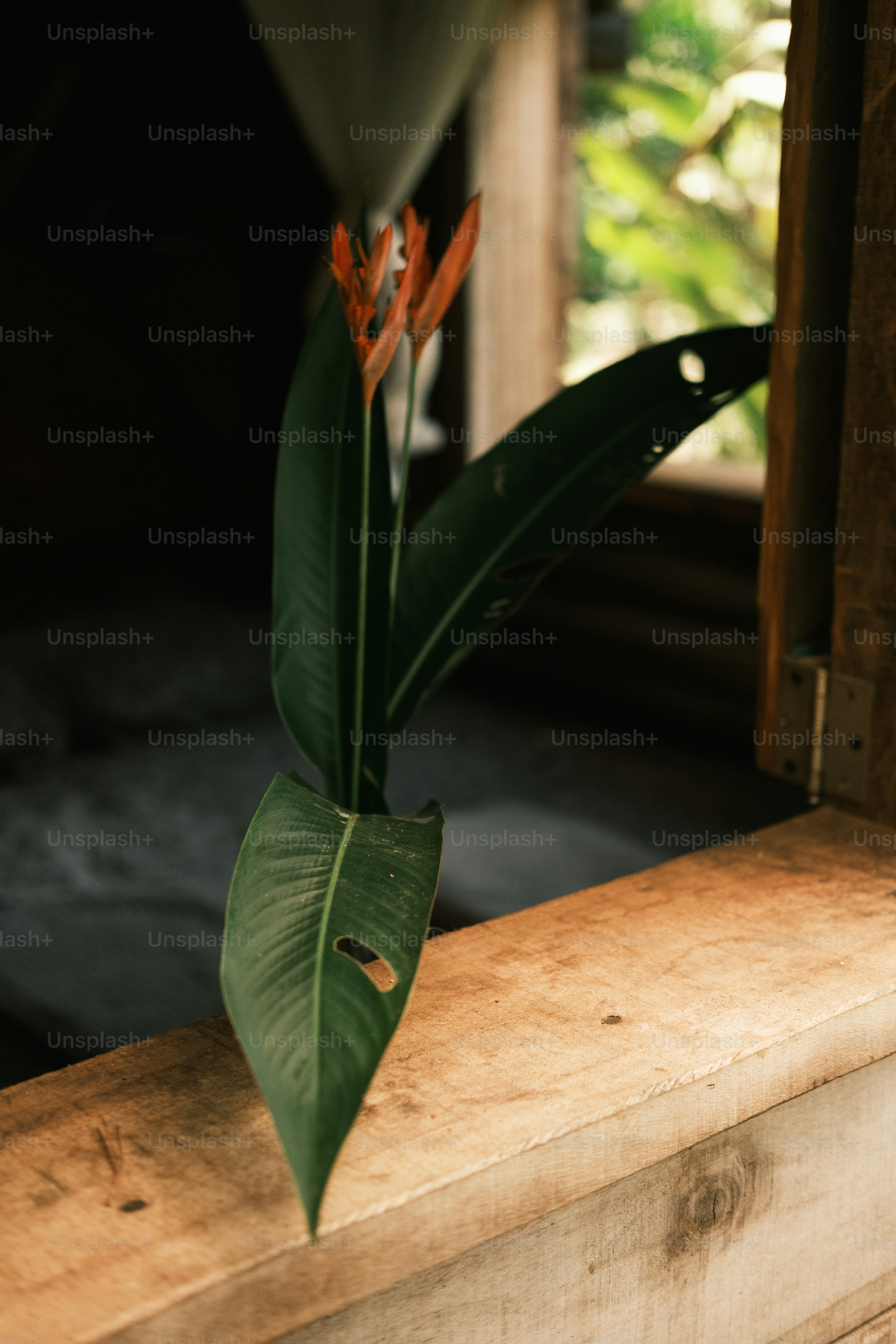 a plant with a long green leaf sticking out of it