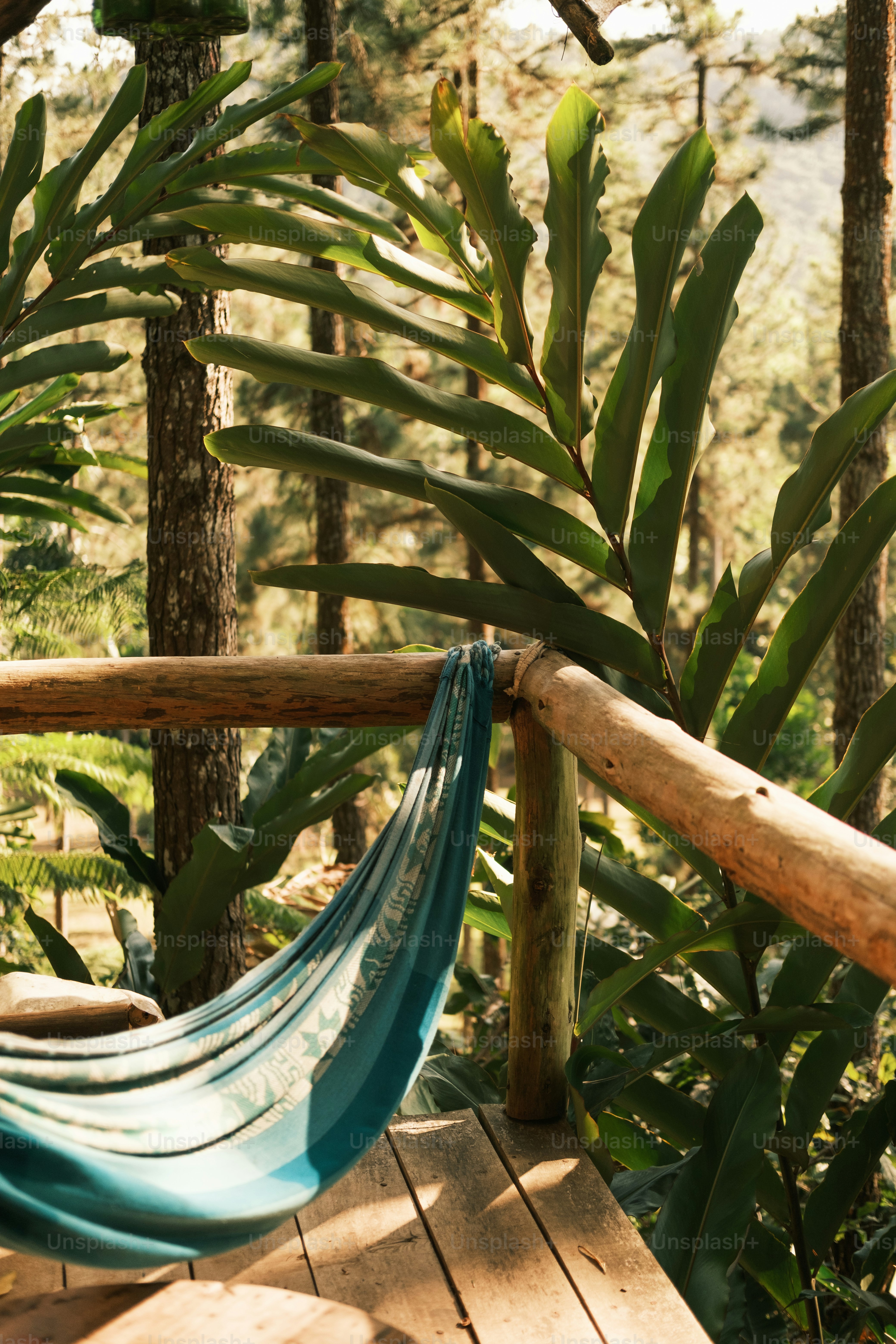 A hammock hanging on a wooden deck in the woods photo Rainforest
