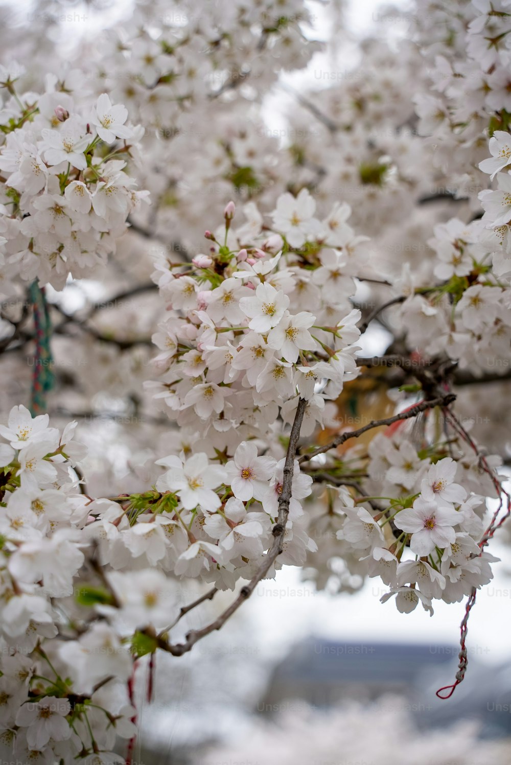 a close up of a tree with white flowers