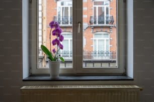 a potted plant with purple flowers sitting on a window sill