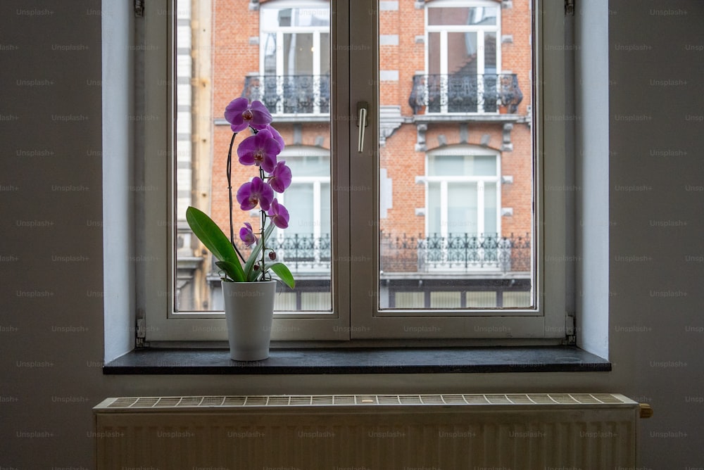 uma planta em vaso com flores roxas sentada em um peitoril da janela