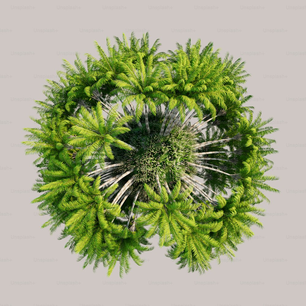 una disposición circular de plantas verdes sobre un fondo gris