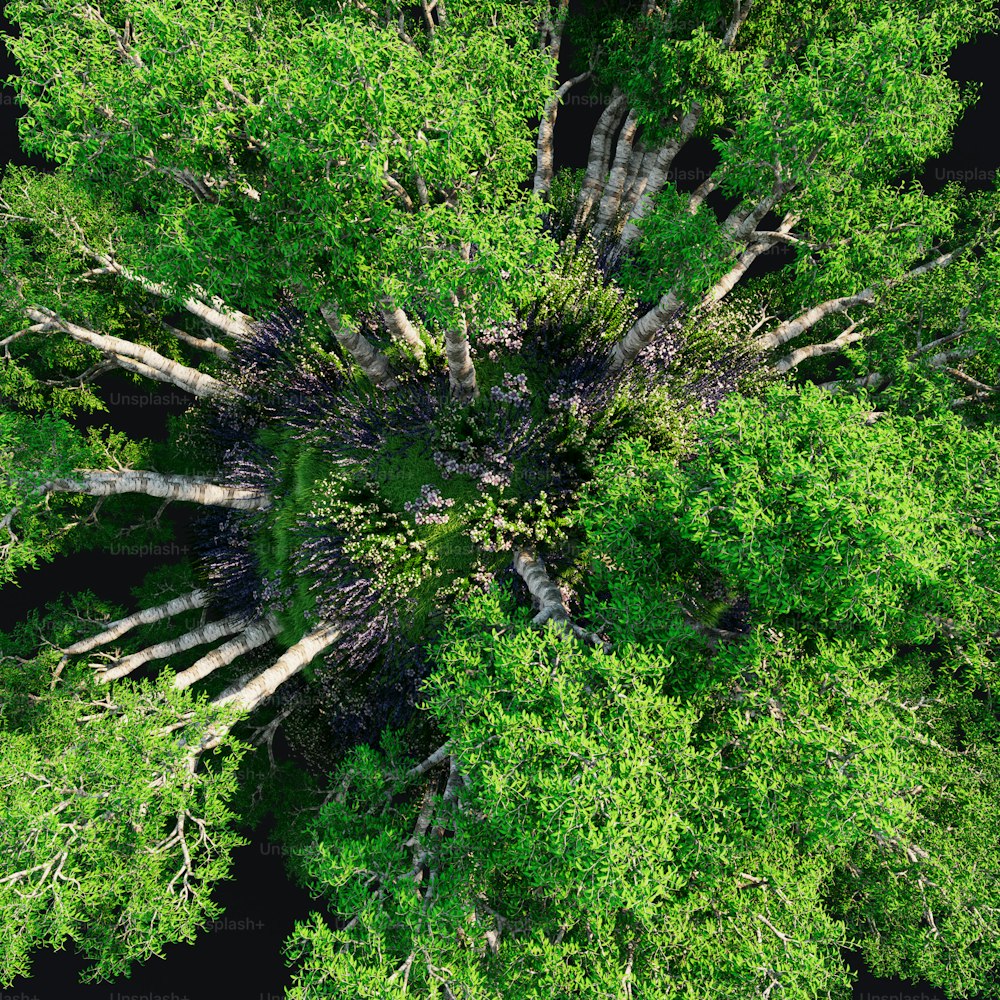an aerial view of a tree in a forest